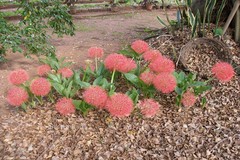 Scadoxus multiflorus